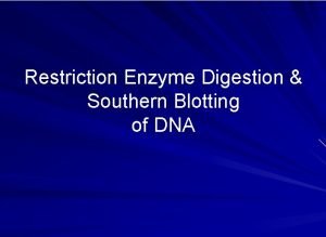 Function of restriction enzymes