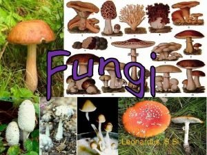 Sterigma fungi