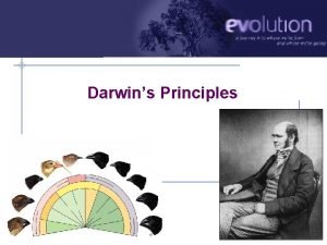 Darwins Principles AP Biology 2010 2011 Darwins finches