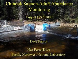 Chinook Salmon Adult Abundance Monitoring Project 199703000 Dave