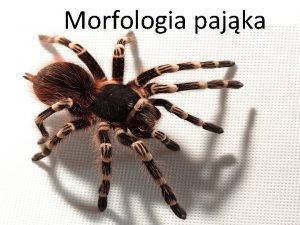 Morfologia pajka Co to jest morfologia Morfologia z