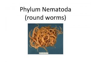 Phylum Nematoda round worms I General Information 1