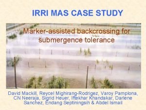IRRI MAS CASE STUDY Markerassisted backcrossing for submergence