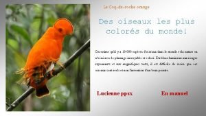 Le Coqderoche orange Des oiseaux les plus colors