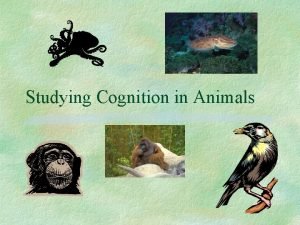 Studying Cognition in Animals Cognition Cognition study of Studying Cognition in Animals Cognition Cognition study of