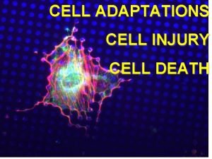 CELL ADAPTATIONS CELL INJURY CELL DEATH OBJECTIVES Understand