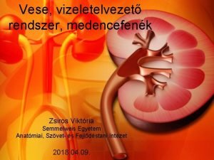 Vese vizeletelvezet rendszer medencefenk Zsiros Viktria Semmelweis Egyetem