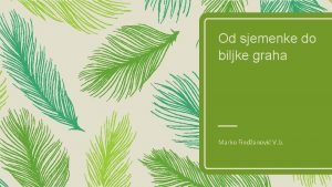 Pokus klijanje graha Pokus klijanje graha