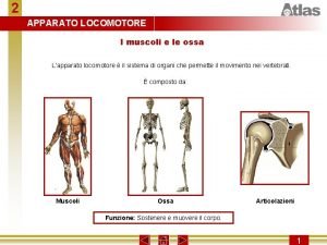 2 APPARATO LOCOMOTORE I muscoli e le ossa