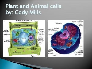 Plant and Animal cells by Cody Mills Plant
