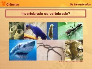 Cincias Os invertebrados Invertebrado ou vertebrado Fonte Banco