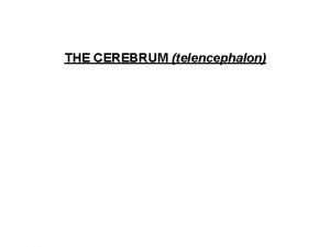 THE CEREBRUM telencephalon THE CEREBRUM telencephalon Developmentally most