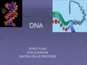 DNA STRUTTURA DUPLICAZIONE SINTESI DELLE PROTEINE I NUCLEOTIDI