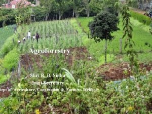 Agroforestry Shri R B Sinha Joint Secretary Dept