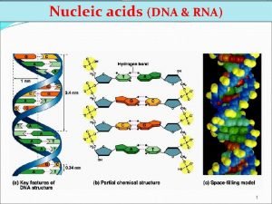 Nucleic acid dna structure
