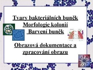 Tvary bakterilnch bunk Morfologie koloni Barven bunk Obrazov