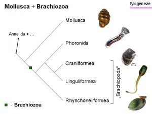fylogeneze Mollusca Brachiozoa Mollusca Annelida Phoronida Linguliformea Brachiozoa