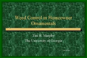 Advantages and disadvantages of weeds