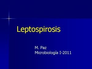 Leptospirosis M Paz Microbiologa I2011 Leptospira spp n