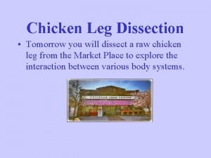Dissecting a chicken leg