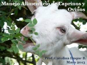 Manejo Alimenticio de Caprinos y Ovinos Prof Carolina