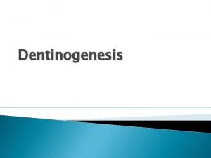 Dentinogenesis INNERVATION OF DENTIN Intratubular nerves Nerve fibers