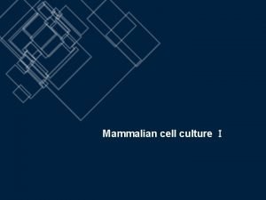 Mammalian cell culture 02 Introduction HEK 293 cells