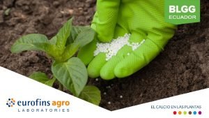 El Calcio en las Plantas 1 La Absorcin