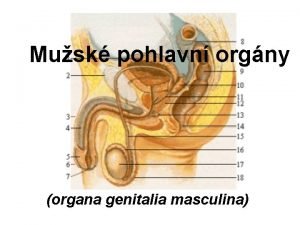 Organa genitalia masculina