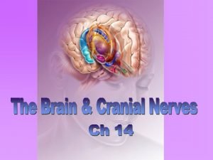 brain spine Coverings of the Brain Meninges skin