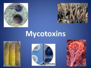 Mycotoxins Penicillium Toxins Large genus with over 150