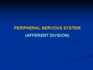 PERIPHERAL NERVOUS SYSTEM AFFERENT DIVISION AFFERENT DIVISION Membawa