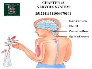 Nervous system homeostasis