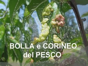 BOLLA e CORINEO del PESCO Sistematica Bolla del