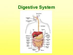 Digestion begins in the mouth Digestion begins in the mouth