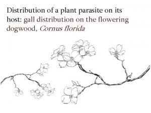 Distribution of a plant parasite on its host