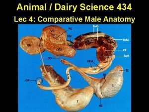 Animal Dairy Science 434 Lec 4 Comparative Male