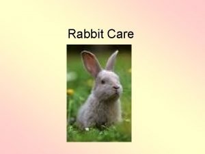 Rabbit Care Rodents vs Rabbits Used to be