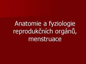 Scrotum anatomie