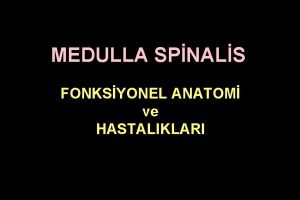 Traktus spinotalamikus anterior