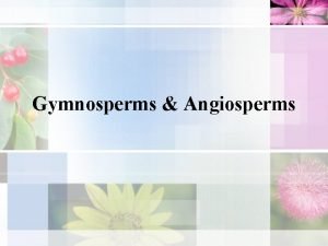 Gymnosperms do not produce