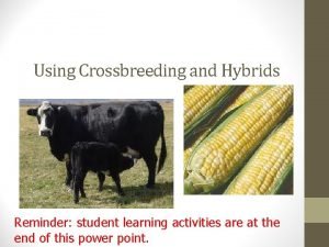 Using Crossbreeding and Hybrids Reminder student learning activities