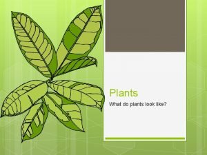 What are the 4 parts of a plant