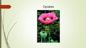 Opiates Opioids Opiates opioids are strong analgesics Opiates