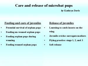 Care and release of microbat pups by Kathryn