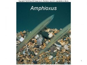 Amphioxus 1 Kingdom Animalia Phylum Chordata Subphylum Urochordata