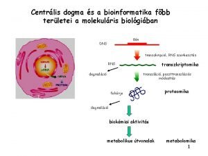 Centrlis dogma s a bioinformatika fbb terletei a