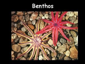 Benthos Benthic organism size classification Megafauna Macrofauna Meiofauna