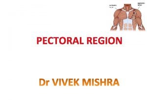 Deep pectoral fascia Deep pectoral fascia