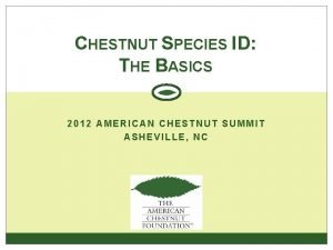 CHESTNUT SPECIES ID THE BASICS 2012 AMERICAN CHESTNUT